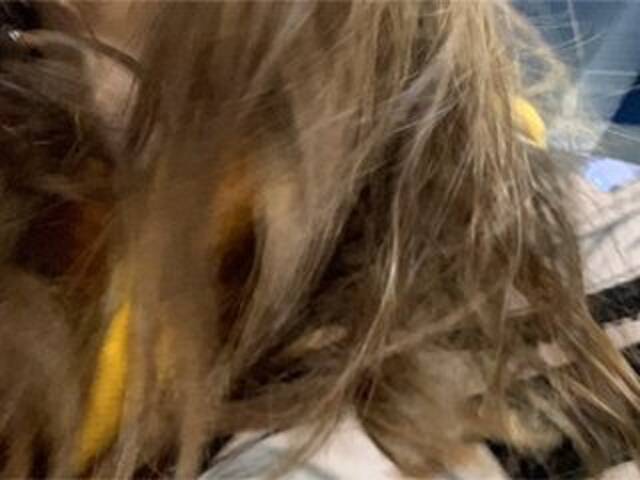 Transliacijos ekrano nuotraukos Eliness