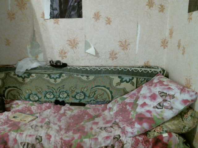 Transliacijos ekrano nuotraukos kar0linaa666