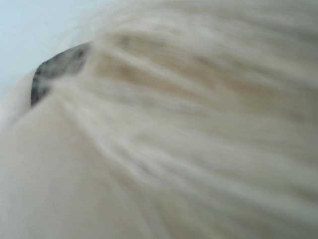 Transliacijos ekrano nuotraukos SAASHAA11