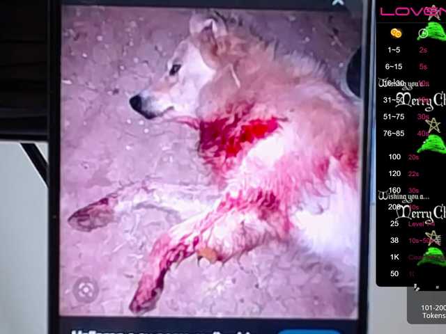 Transliacijos ekrano nuotraukos sofiaclaus