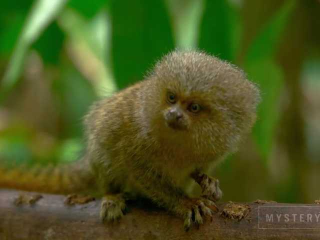 Transliacijos ekrano nuotraukos SweetElize