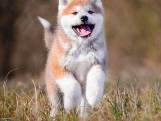 Erotinis vaizdo pokalbis Val309a