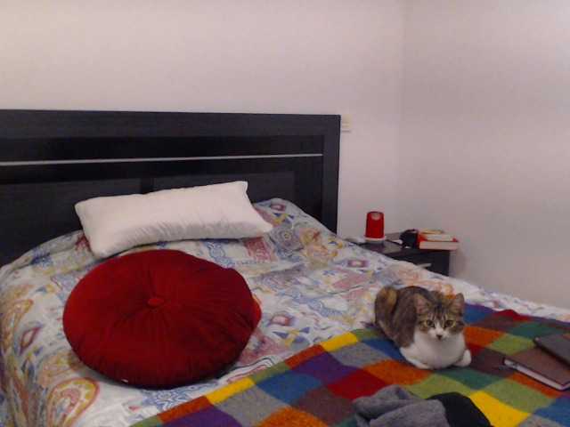 Transliacijos ekrano nuotraukos vanelatin